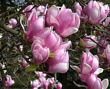 Магнолия суланжа Рустика Рубра (Magnolia soul.Rustica Rubra ) С10 80-100см