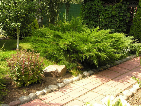 Можжевельник средний Пфитцериана Минт Джулеп (Juniperus pfitzeriana Mint Julep) C3 30-35 А