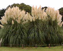 Кортадерия Селло (Пампасная трава) Пумила (Cortaderia selloana Pumila) С5