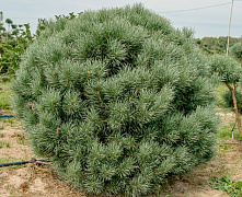 Сосна обыкновенная Ватерери (Pinus sylvestris Watereri) 100-120 см К