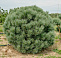 Сосна обыкновенная Ватерери (Pinus sylvestris Watereri) 100-120 см К