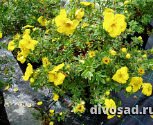 Лапчатка кустарниковая Голдфингер (Potentilla fruticosa Goldfinger) 60-90 см В