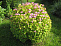 Спирея японская Голден Принцесс (Spiraea japonica Golden Princess) 20-30 см 2 вет. А