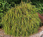 Туя складчатая Випкорд (Thuja plicata Whipcord) С7,5 30-40см