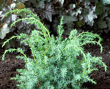 Можжевельник китайский Блю Альпс (Juniperus chin. Blue Alps) C2-3 20-30см А