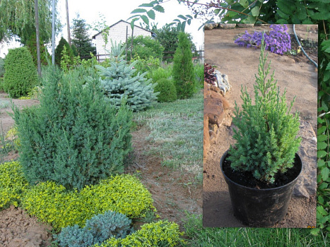 Можжевельник китайский Стрикта (Juniperus chin. Stricta) C2,5