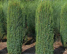 Можжевельник обыкновенный Хиберника (Juniperus communis Hibernica) С7,5