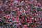 Барбарис тунберга Атропурпуреа (Berberis thunbergii Atropurpurea) 30-40 см 