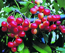 Черешня Фатеж