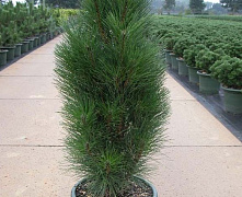 Сосна черная Грин Тауэр (Pinus nigra Green Tower) C5 40-50 см  