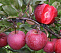 Яблоня Байя Мариса (Baya Marisa)(красная мякоть)