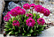 Примула Мелкозубчатая (Primula denticulata) С2 