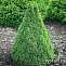 Ель канадская Коника (Picea gl. Conica) ком 180 см К