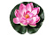 Декоративное растение Водная лилия, д 10,5
