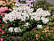 Рододендрон гибр. Хахман`с Пикобелло (Rhododendron Hachmann's Picobello) С5 30-40 см А
