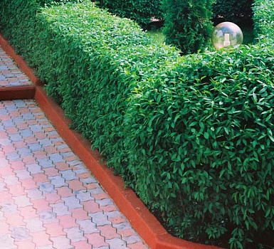 Бирючина обыкновенная Атровиренс (Ligustrum vulgare Atrovirens) 40-60 см 2вет. А