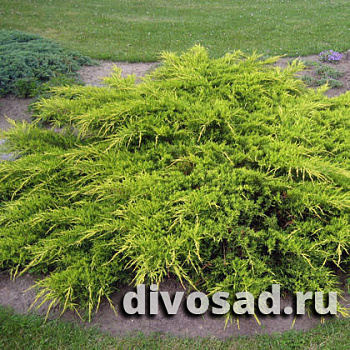 Можжевельник средний Пфитцериана Ауреа (Juniperus pfit. Pfitzeriana Aurea) С3 25-30 см К