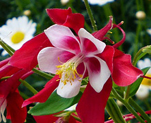 Аквилегия Красный и Белый (Aquilegia Swan Red + White)