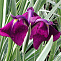 Ирис японский Вариегата (Iris ensata 'Variegata' )