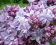 Сирень обыкновенная Надежда (Syringa vulgaris Nadeshda) С20