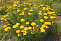 Тысячелистник обыкновенный Кредо (Achillea millefolium Credo) С3