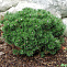 Сосна горная Шервуд Компакт (Pinus mugo Sherwood Compact) С25 50-60см