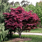 Клен веерный, дланевидный 'Bloodgood'. Acer palmatum 'Bloodgood' 100-125см С30 (Д)