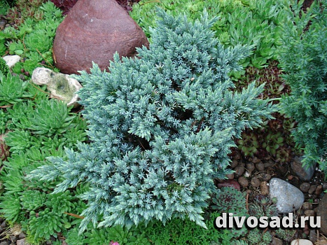 Можжевельник чешуйчатый Блю Стар (Juniperus squamata Blue Star) C5 25-30 см А