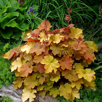 Гейхера Карамель (Heuchera Caramel) 