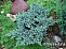 Можжевельник чешуйчатый Блю Стар (Juniperus squamata Blue Star) C5 25-30 см А