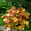 Гейхера Карамель (Heuchera Caramel) 