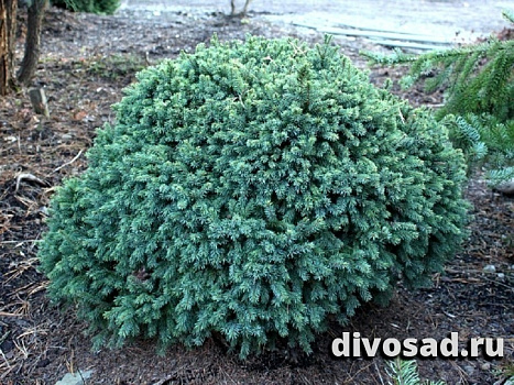Ель канадская Эхиниформис (Picea gl. Echiniformis) C5 20-30 см А