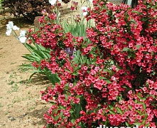 Вейгела цветущая Бристоль Руби (Weigela florida Bristol Ruby) С3 40-60см