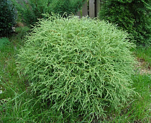 Туя западная Мистэр Боулинг Болл (Thuja occ. Mr. Bowling Ball) С5 25-30 см 