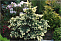 Ель колючая Белобок (Picea pungens Białobok) ком 80-100 К