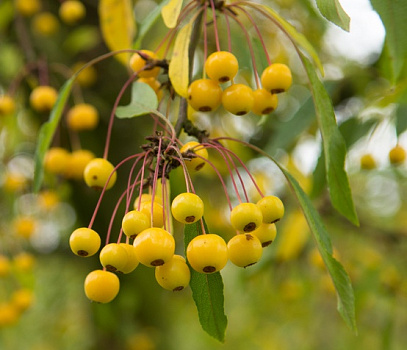 Яблоня торинго Брауэрс Бьюти (Malus toringo 'Brouwers Beauty) 