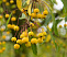 Яблоня торинго Брауэрс Бьюти (Malus toringo 'Brouwers Beauty) 