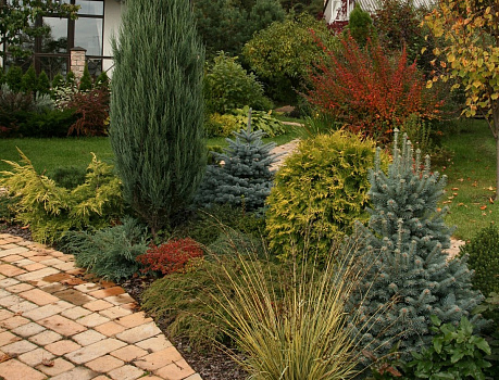 Можжевельник скальный Мунглоу (Juniperus scoр. Moonglow) С12 140см 