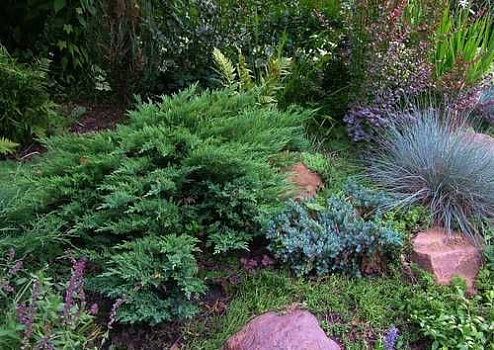 Можжевельник казацкий Тамарисцифолия (Juniperus sabina Tamariscifolia) р9  10-15 см 