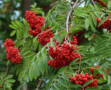 Рябина обыкновенная (Sorbus aucuparia)80-120 В