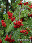 Рябина обыкновенная (Sorbus aucuparia)80-120 В