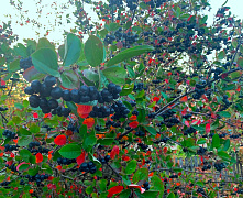 Арония черноплодная или Черноплодная рябина (Aronia melanocarpa) 60-90 см 2/3 вет. А