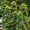 Тис ягодный (Taxus baccata) 80-100см (Б)