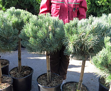 Сосна обыкновенная Ватерери (Pinus sylvestris Watereri) C32