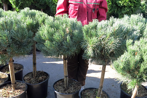 Сосна обыкновенная Ватерери (Pinus sylvestris Watereri) C32