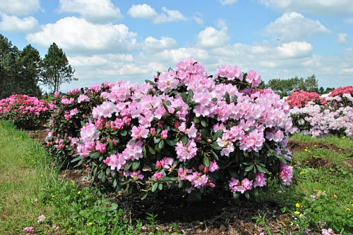 Рододендрон якушиманский Зильбервольке Rhododendron (Y) Silberwolke С4 25-30см