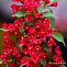 Вейгела цветущая Ред Принц (Weigela florida Red Prince) 0+1+2/60-90 3вет.