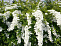 Спирея серая Грефшейм (Spiraea cinerea Grefsheim) 40-50 см 2/3 вет.