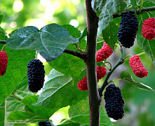 Шелковица черная (Morus nigra) С2