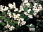Снежноягодник округлый белый (Symphoricarpos albus) 40-60 см 2/3 вет. А